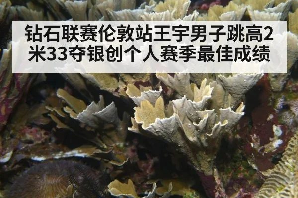 钻石联赛伦敦站王宇男子跳高2米33夺银创个人赛季最佳成绩